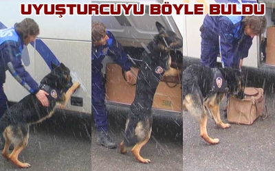 Muhteşem Köpek “Scoli”