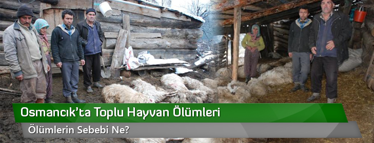 osmancik-toplu-hayvan