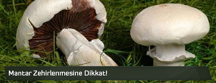 mantarzehirlenmesinedikkat