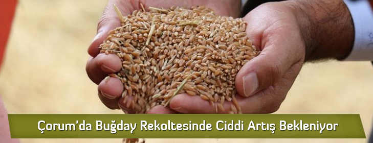 bugdayrekoltesi
