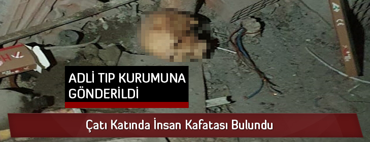 catidainsankafasi