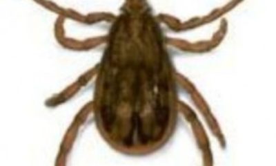 Vatandaşa ‘Kene’ Uyarısı