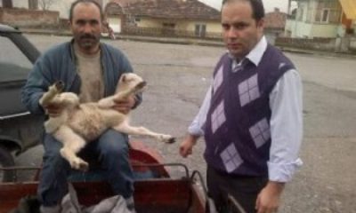 Yaralı Kuzuya Cerrahi Operasyon