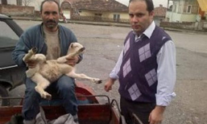 Yaralı Kuzuya Cerrahi Operasyon