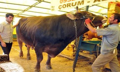 Otomobil Fiyatına Kurbanlık