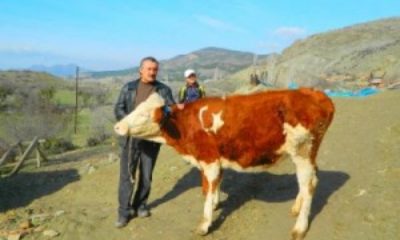 Ay-Yıldızlı Düveye Yoğun İlgi