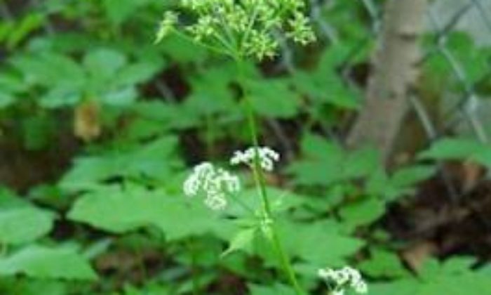 Maydanoz Sanıp Zehir Yemişler