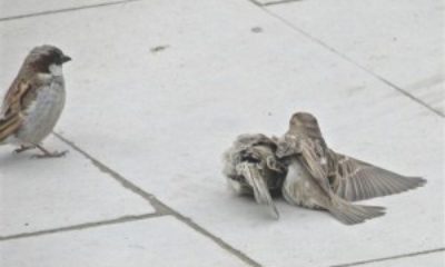 Görenleri Duygulandıran Olay