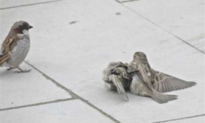 Görenleri Duygulandıran Olay