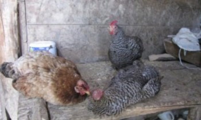 Tavuk Ölümleri Korkutuyor