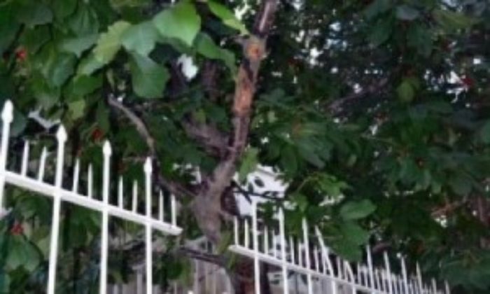 Kiraz Yemek İsterken