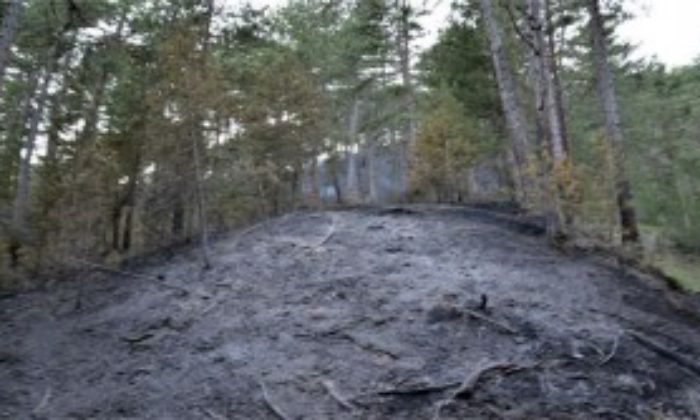 Kargı’da Orman Yangını