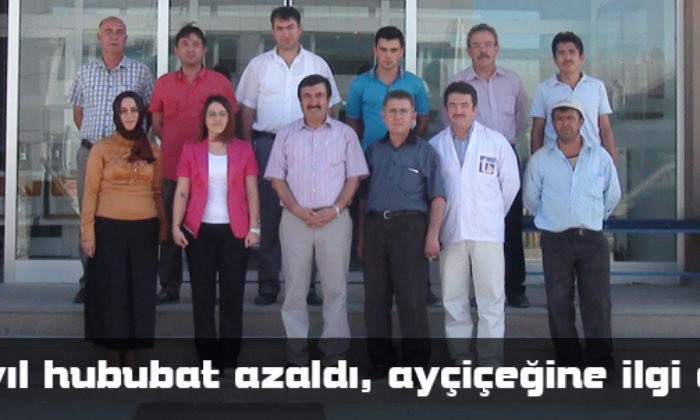 Bu Yıl Hububat Azaldı, İlgi Ay Çiçeğine Yöneldi