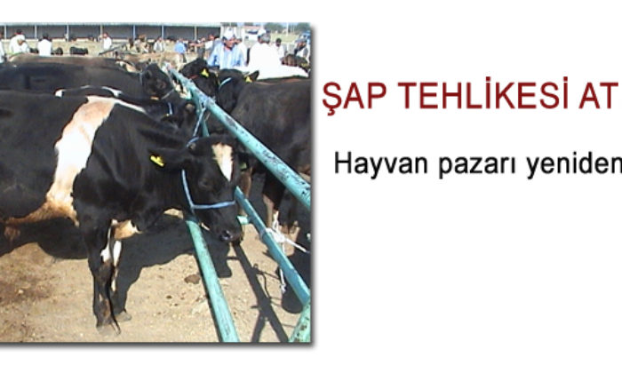 Çorum Hayvan Pazarı Yeniden Açılıyor