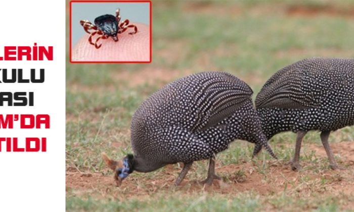 Keneyle Biyolojik Mücadele