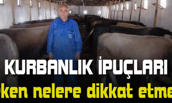Kurbanlık Alırken Nelere Dikkat Edilmeli!