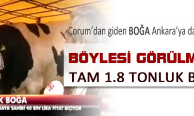 1 Ton 840 Kiloluk Boğa İlgi Çekti