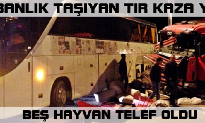 Kurbanlık Taşıyan TIR Kaza Yaptı, 5 Hayvan Telef Oldu