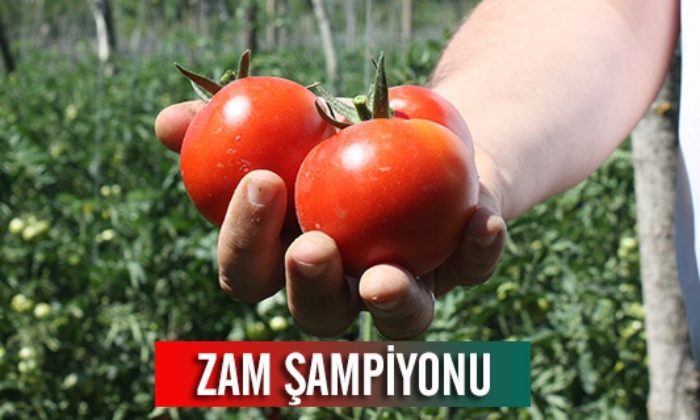 Zam Şampiyonu Domates