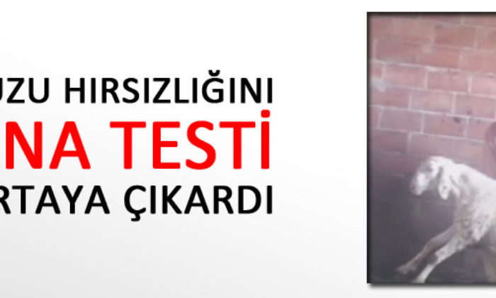 Kuzu Hırsızlığını DNA Tesi Ortaya Çıkardı