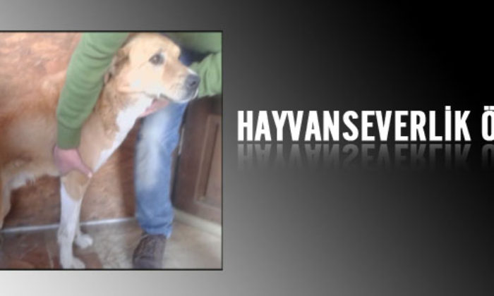 Çorum’dan Bir Hayvansevenlik Örneği