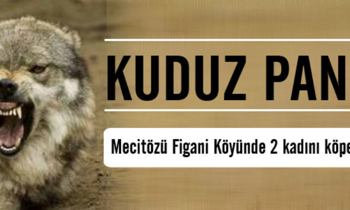 Mecitözü Figani Köyü’nde İki Kadını Köpek Isırdı