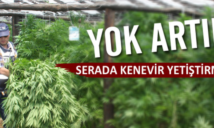 Uyuşturucu Operasyonunda 941 Kök Hint Keneviri Ele Geçildi