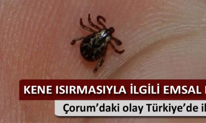 Kene Isırmasıyla İlgili Çorum’dan Emsal Karar