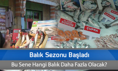 Balık Sezonu Başladı