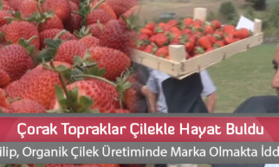 Çorak Topraklar Çilekle Hayat Buldu
