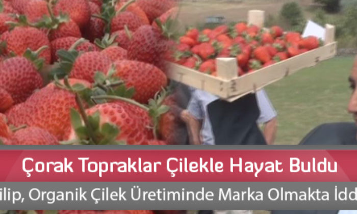 Çorak Topraklar Çilekle Hayat Buldu