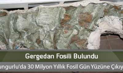 Gergedan Fosili Bulundu