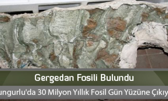 Gergedan Fosili Bulundu