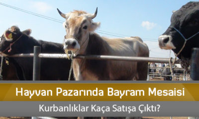 Hayvan Pazarında Bayram Mesaisi