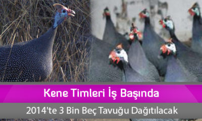 Kene Timleri İş Başında