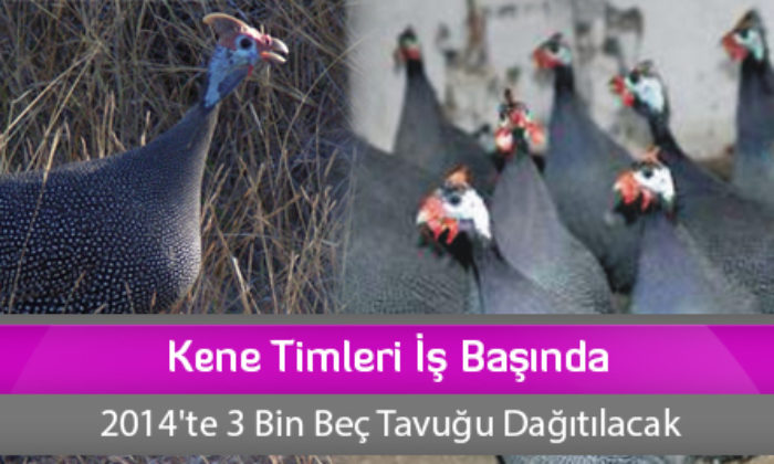 Kene Timleri İş Başında