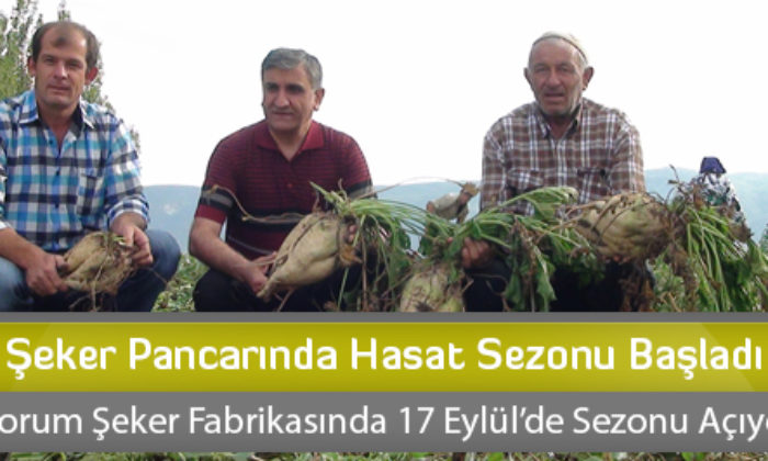 Şeker Pancarında Hasat Sezonu Başladı