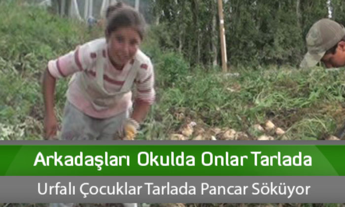 Arkadaşları Okulda Onlar Tarlada