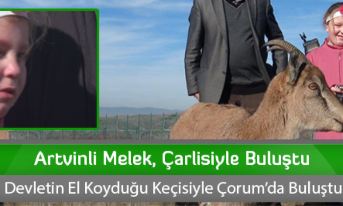 Artvinli Melek, Çarlisiyle Buluştu