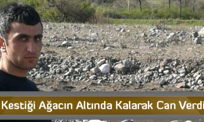 Kestiği Ağacın Altında Kalarak Can Verdi