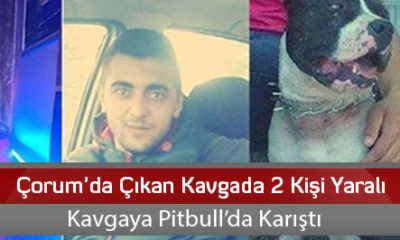 Kavgaya Pitbull’da Karıştı