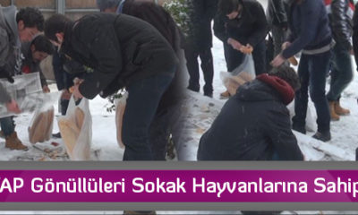 HAYTAP Gönüllüleri Sokak Hayvanlarına Sahip Çıktı