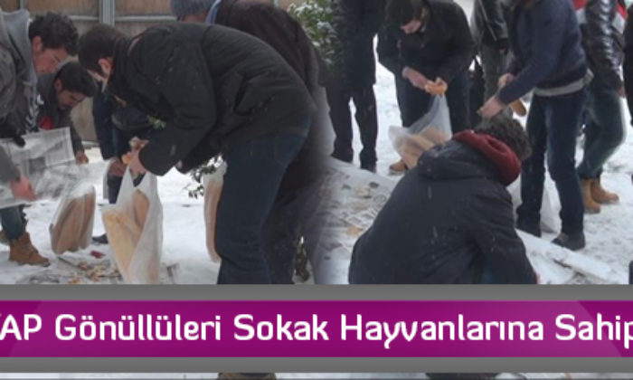 HAYTAP Gönüllüleri Sokak Hayvanlarına Sahip Çıktı