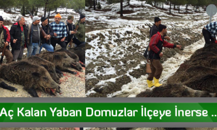 Aç Kalan Yaban Domuzlar İlçeye İnerse …