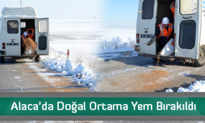 Alaca’da Doğal Ortama Yem Bırakıldı