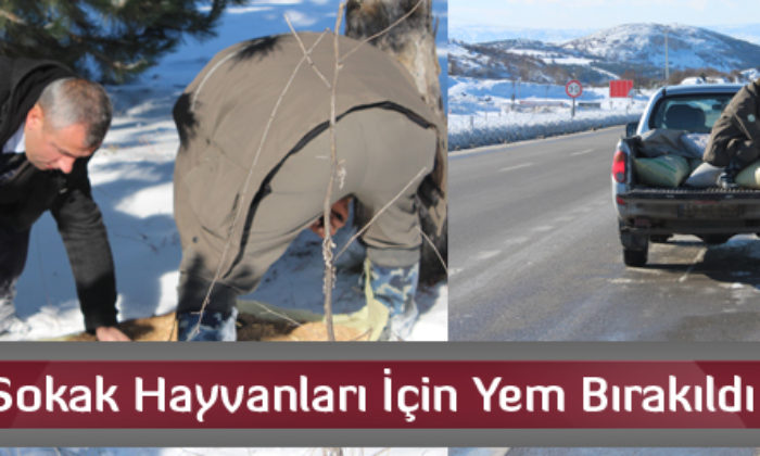 Sokak Hayvanları İçin Halka Çağrı