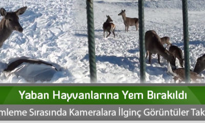 Yaban Hayvanlarına Yem Bırakıldı