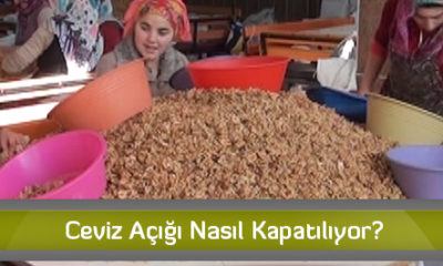 Ceviz Açığı Nasıl Kapatılıyor?