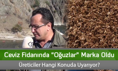 Ceviz Fidanında “Oğuzlar” Marka Oldu