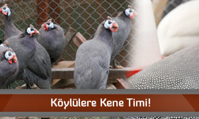 Köylülere Kene Timi!